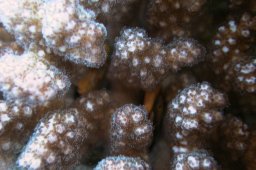 20000627_Shaab_Sharm_0063